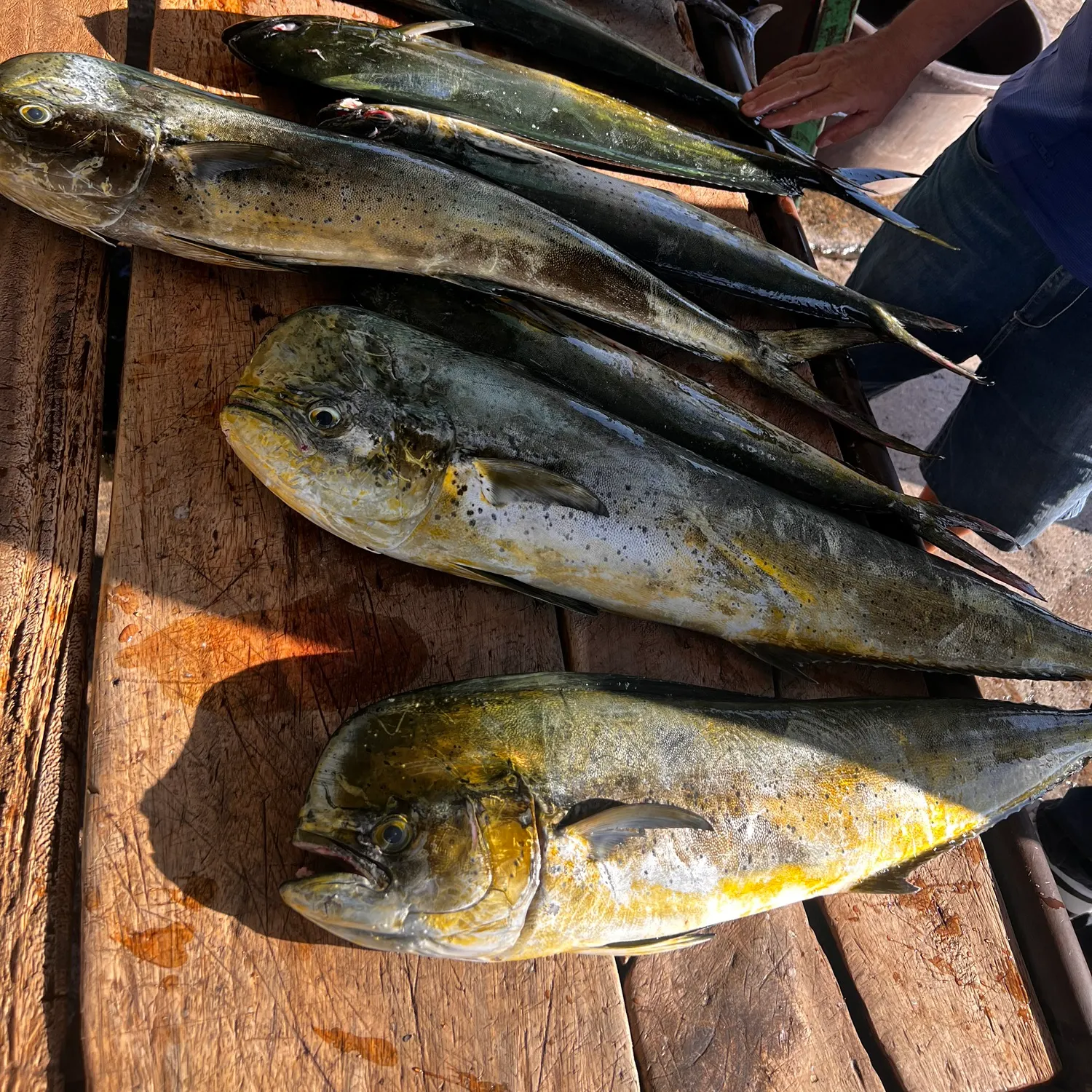 The most recent Common dolphinfish catches on Fishbrain