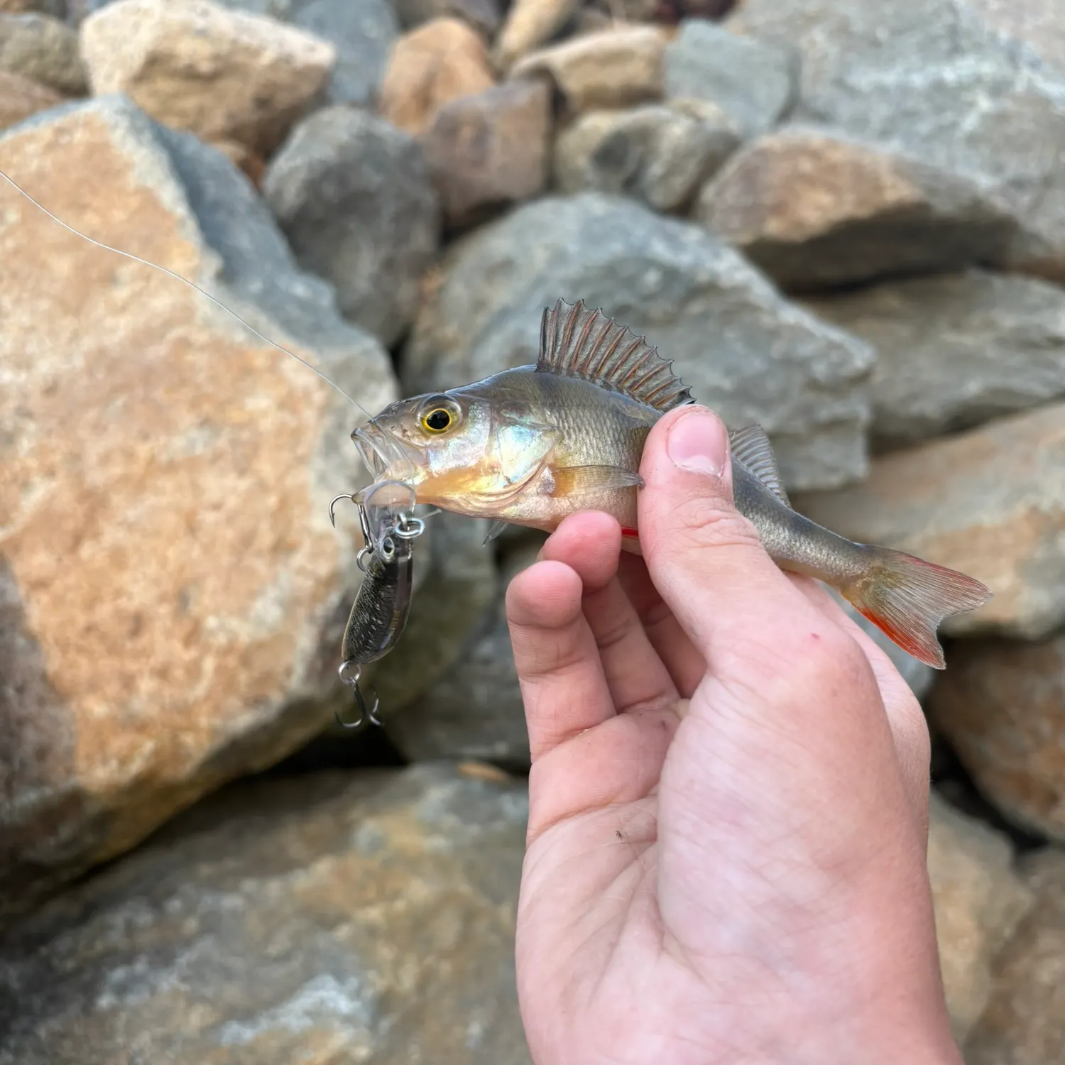 European perch caught on Fishbrain