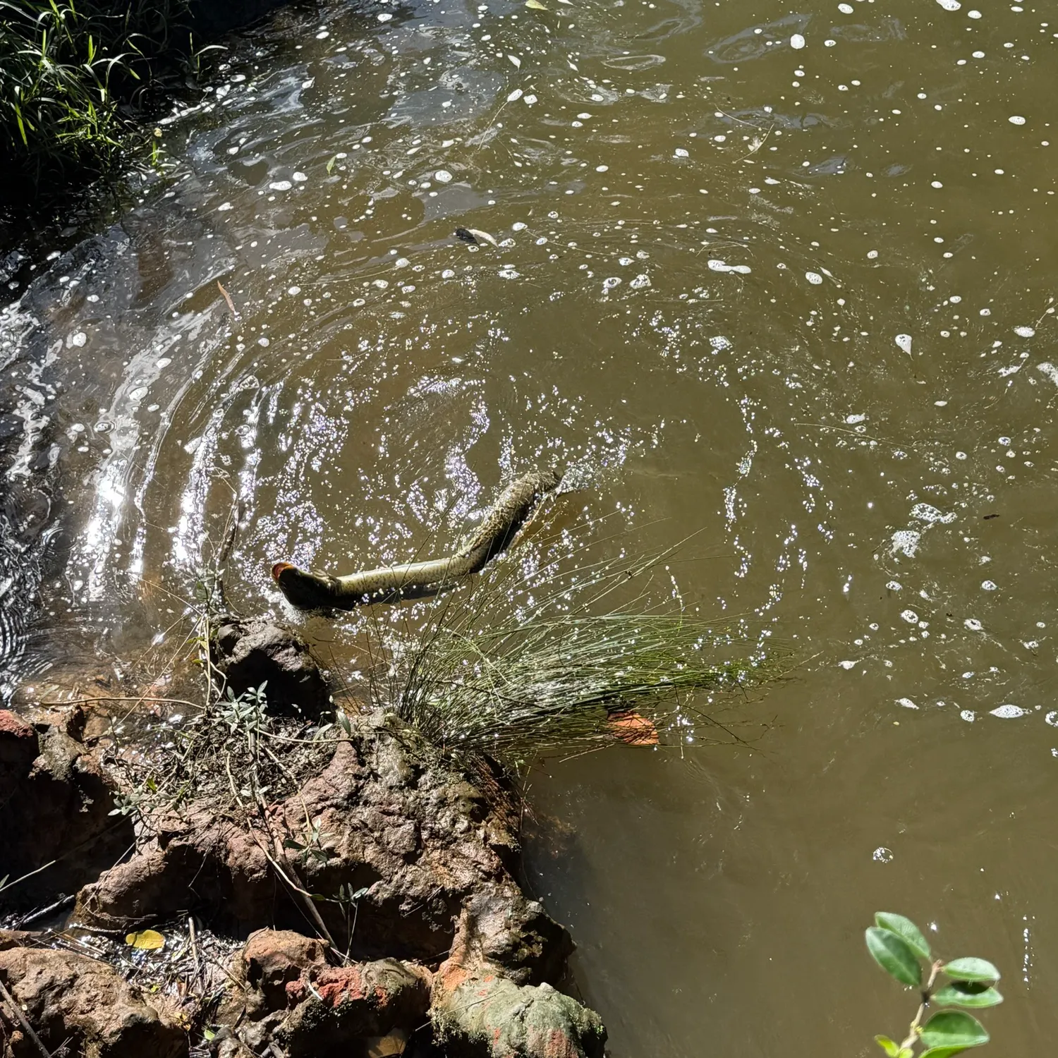 The most recent Shortfin eel catches on Fishbrain