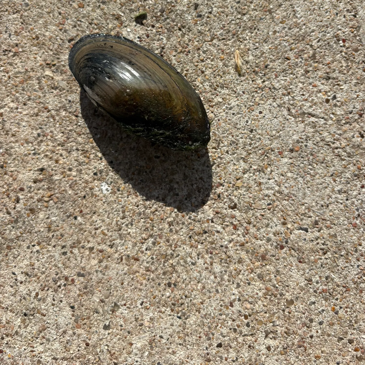 Asian clam caught on Fishbrain
