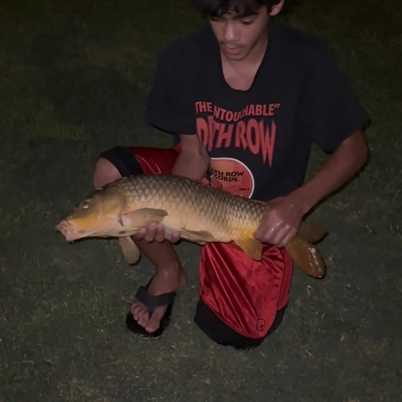 Common carp caught on Fishbrain