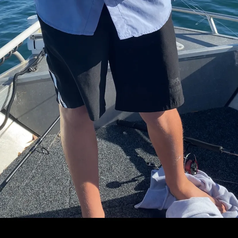 The most recent Australian barracuda catches on Fishbrain