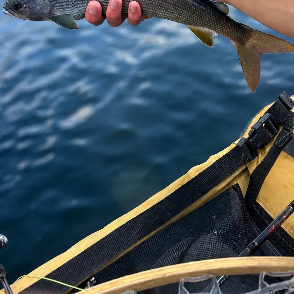 The most recent Arctic grayling catches on Fishbrain