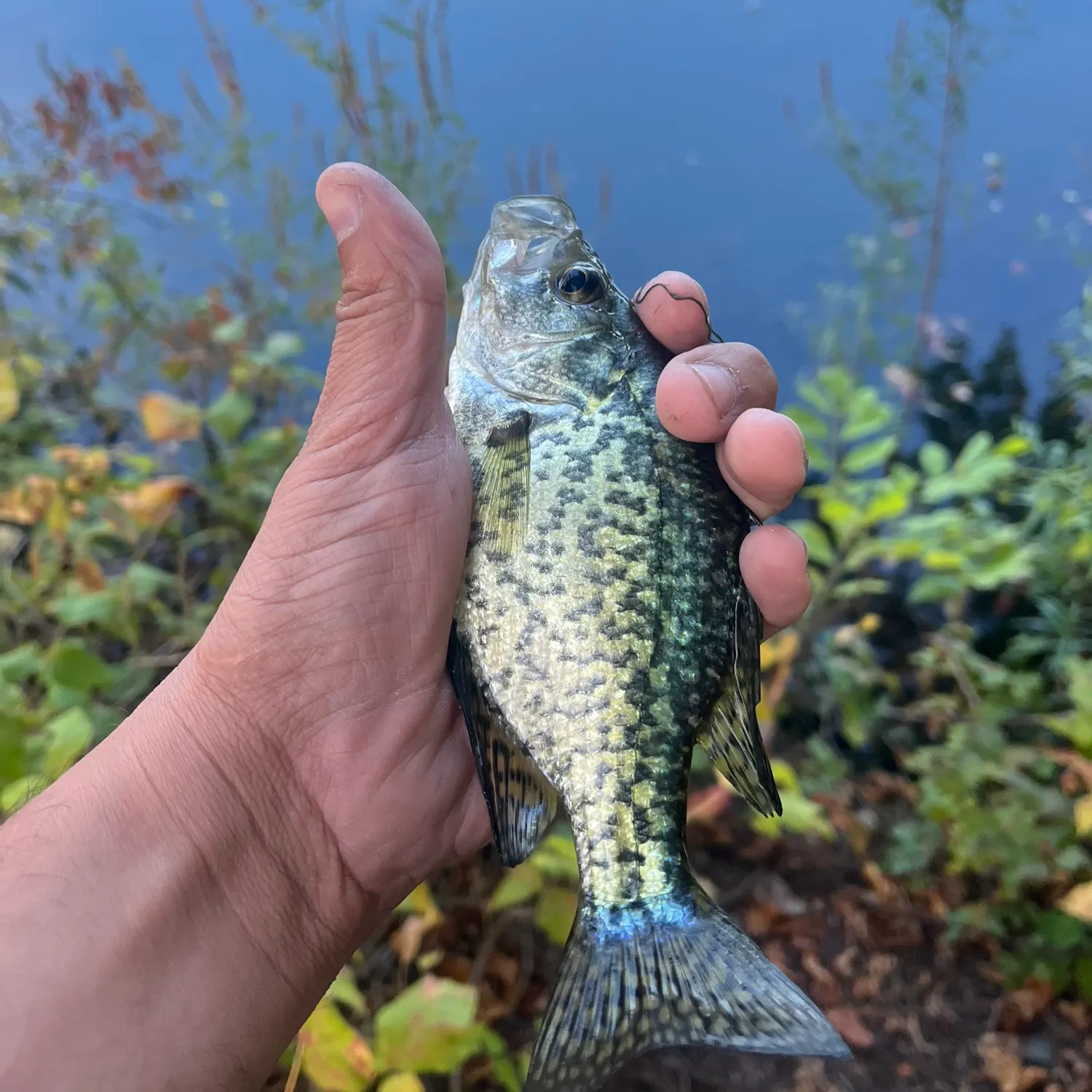 Black crappie caught on Fishbrain