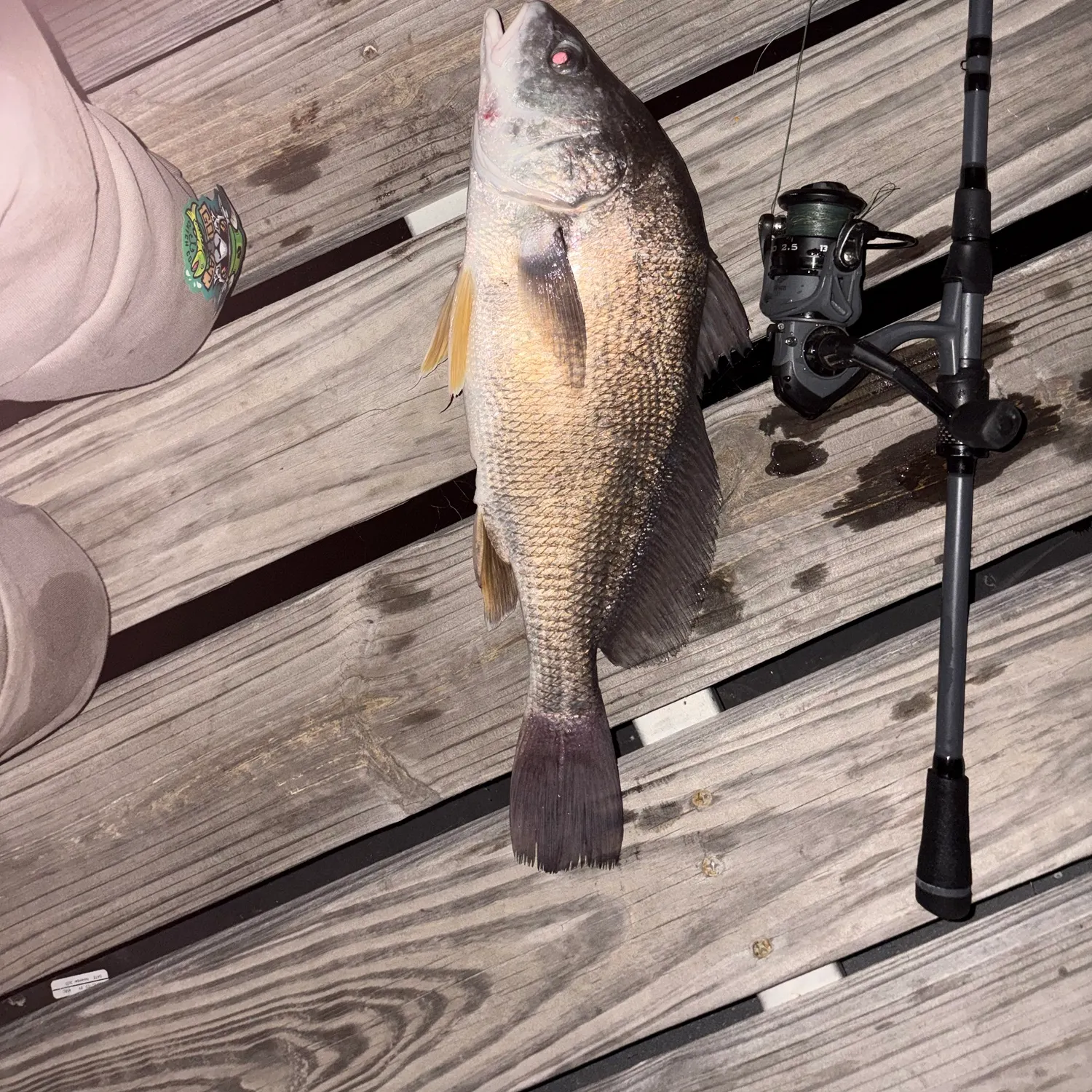 Freshwater drum caught on Fishbrain