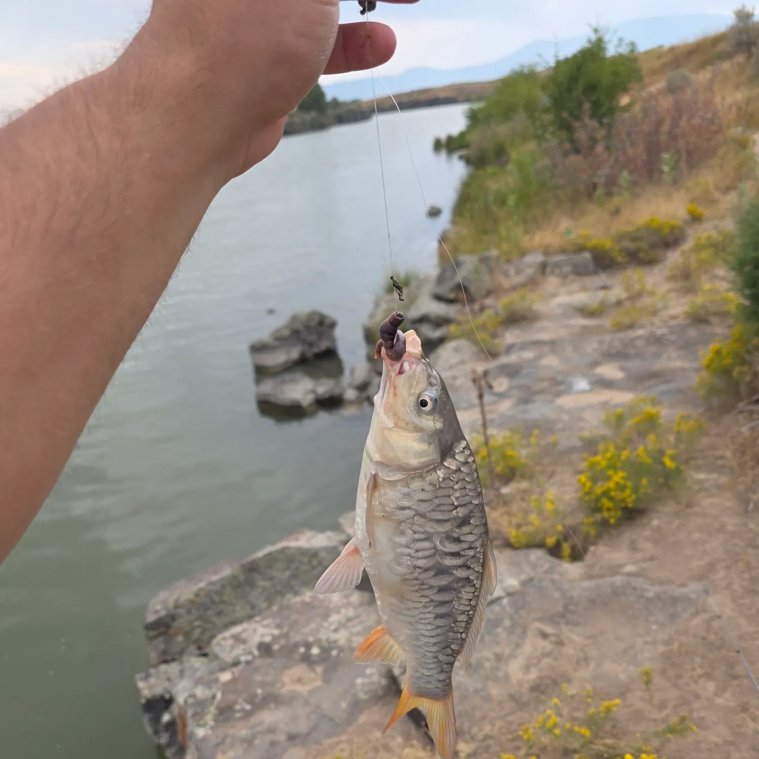 The most recent Common carp catches on Fishbrain