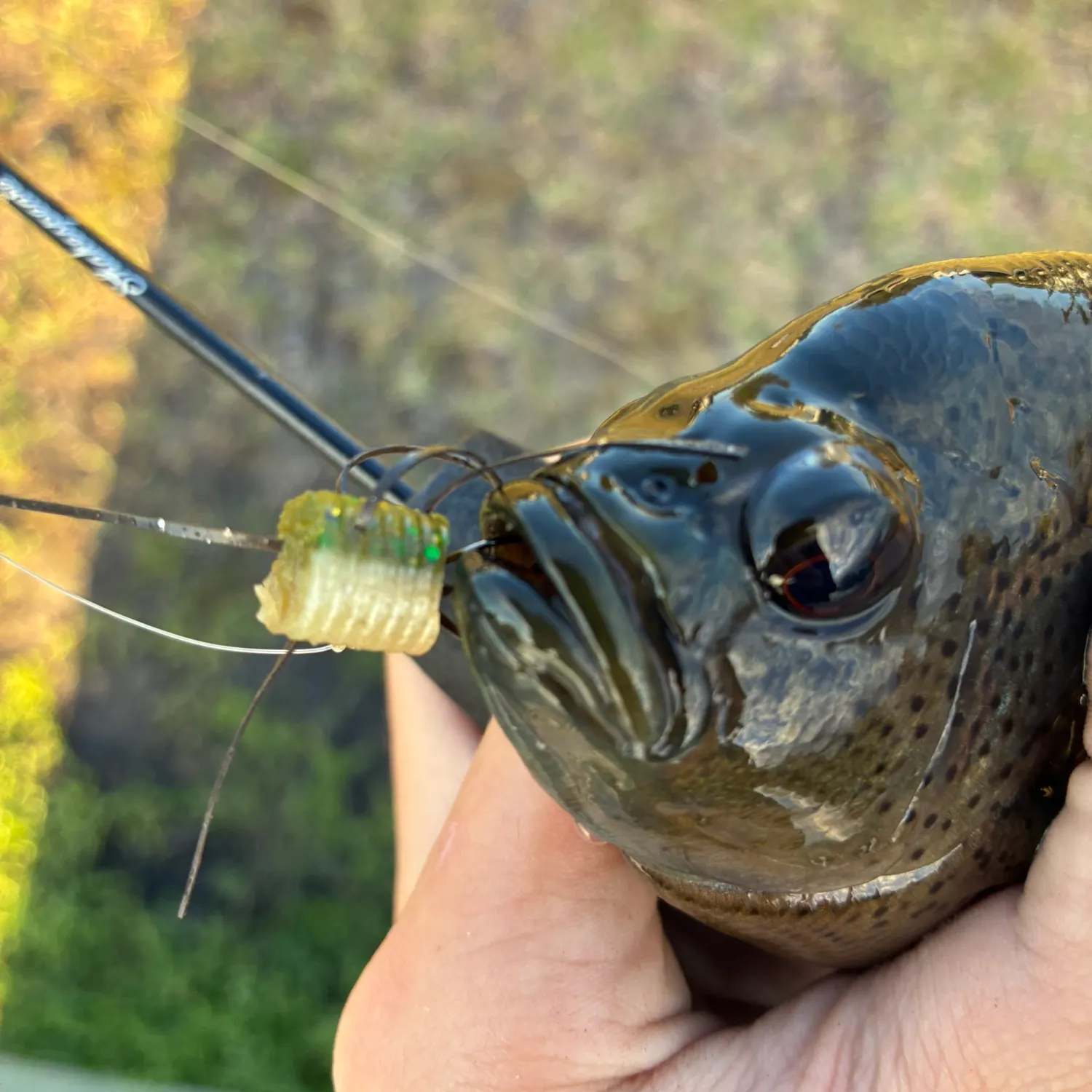 The most recent Spotted sunfish catches on Fishbrain