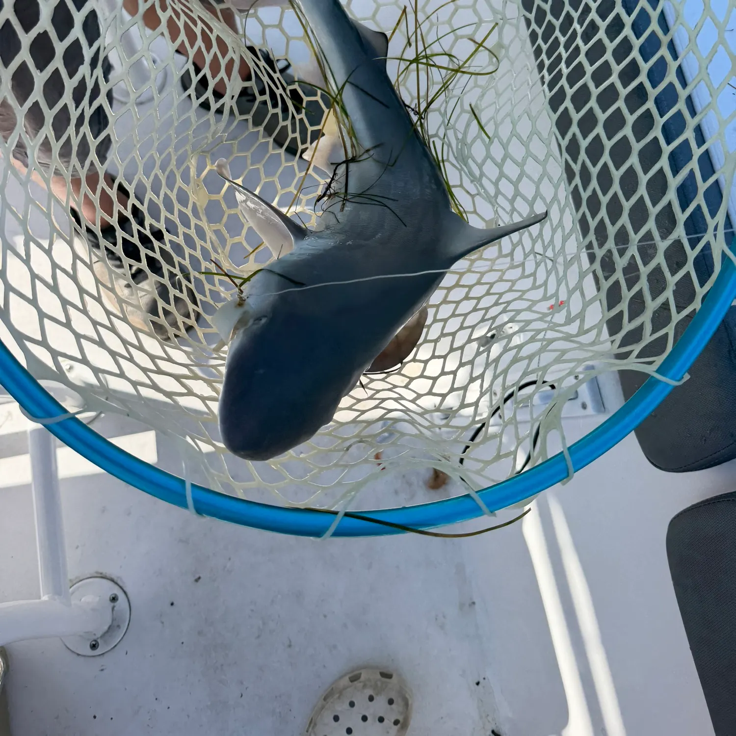 Atlantic sharpnose shark caught on Fishbrain
