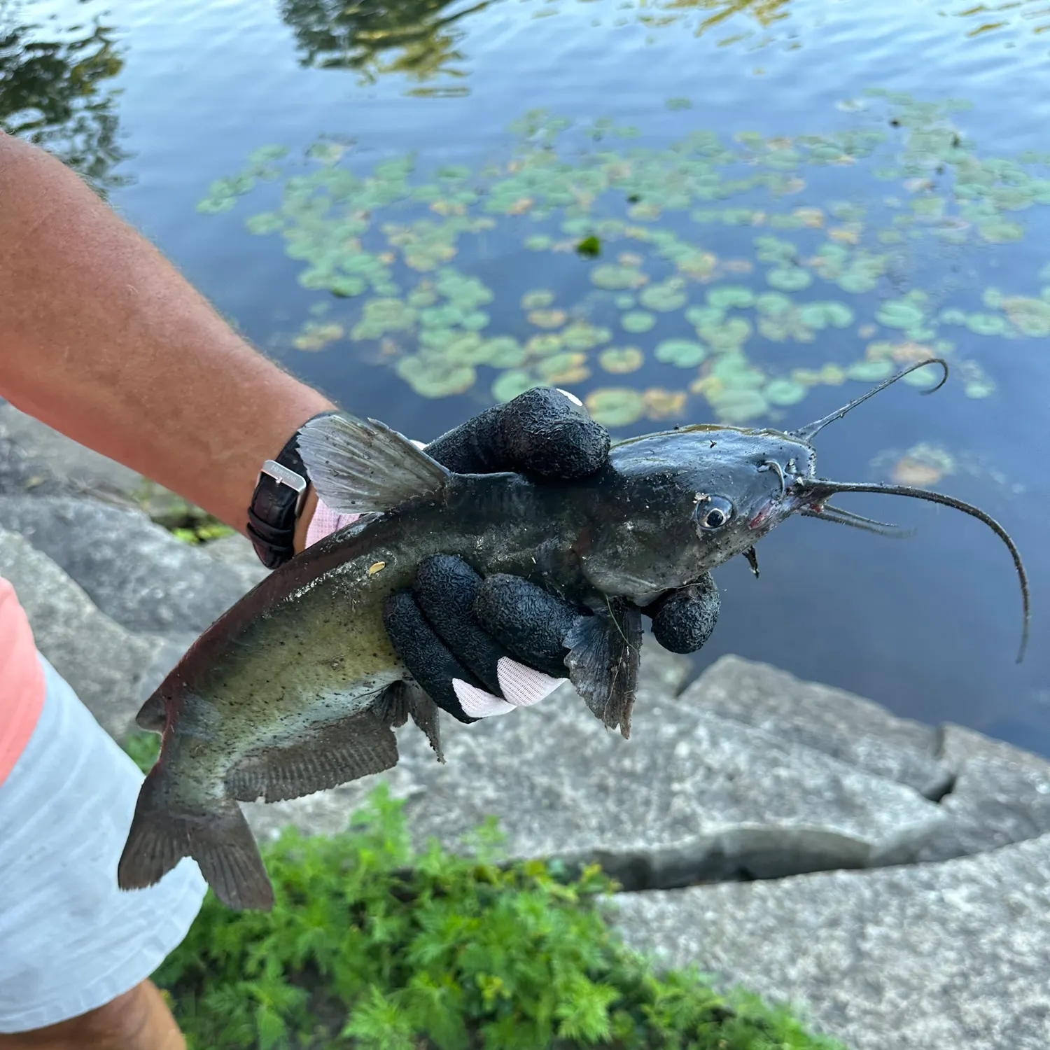 catch