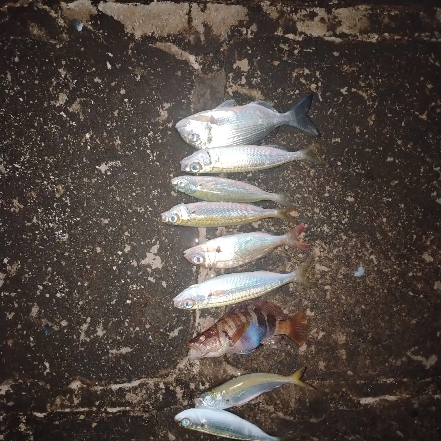 The most recent Bogue catches on Fishbrain