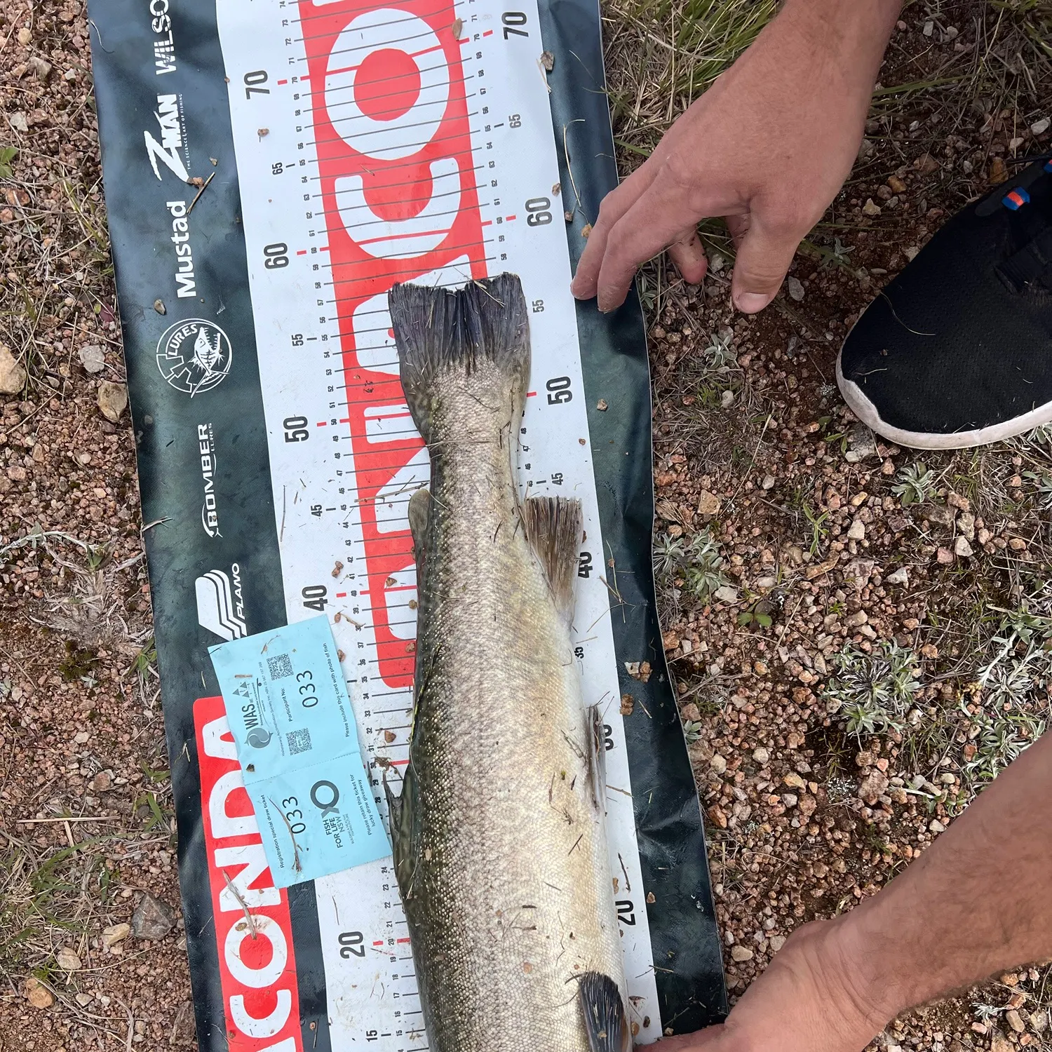 Tiger trout caught on Fishbrain