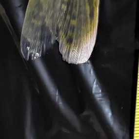 Walleye caught on Fishbrain