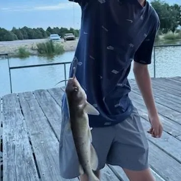 Black bullhead caught on Fishbrain
