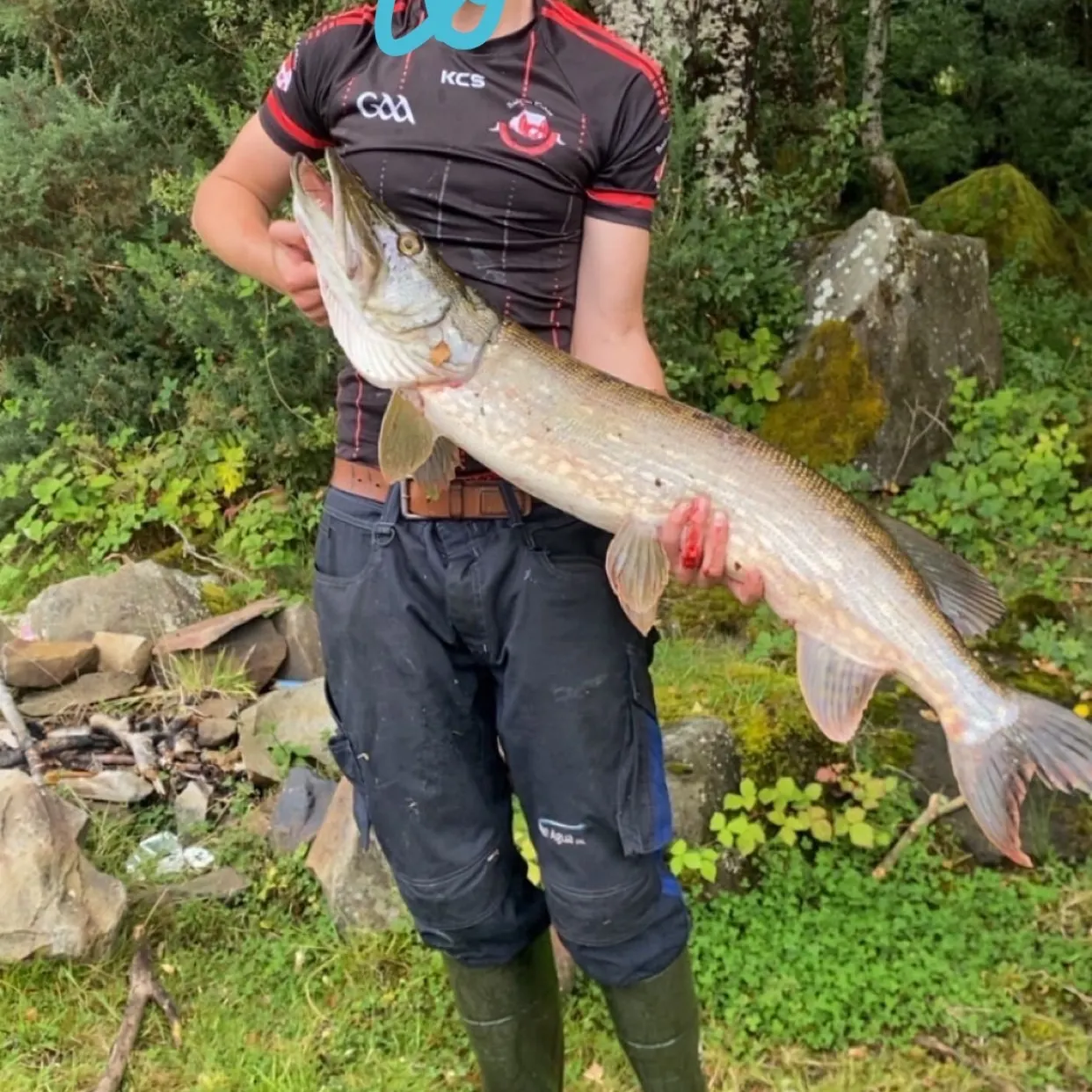 Northern pike caught on Fishbrain