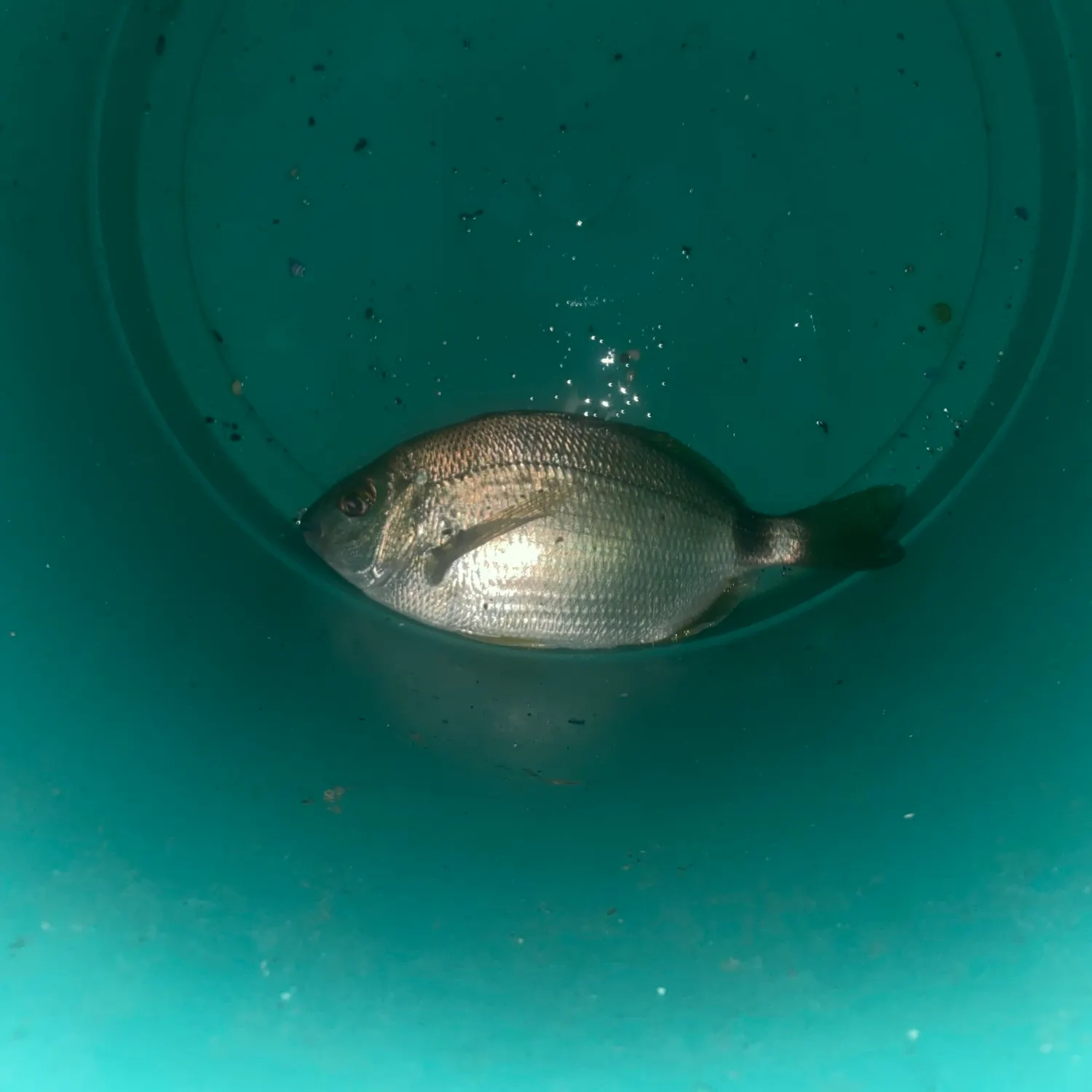 The most recent White seabream catches on Fishbrain