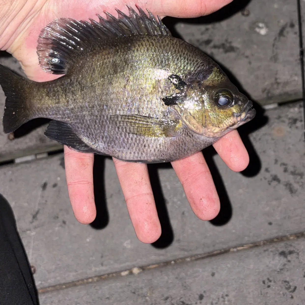 Bluegill caught on Fishbrain