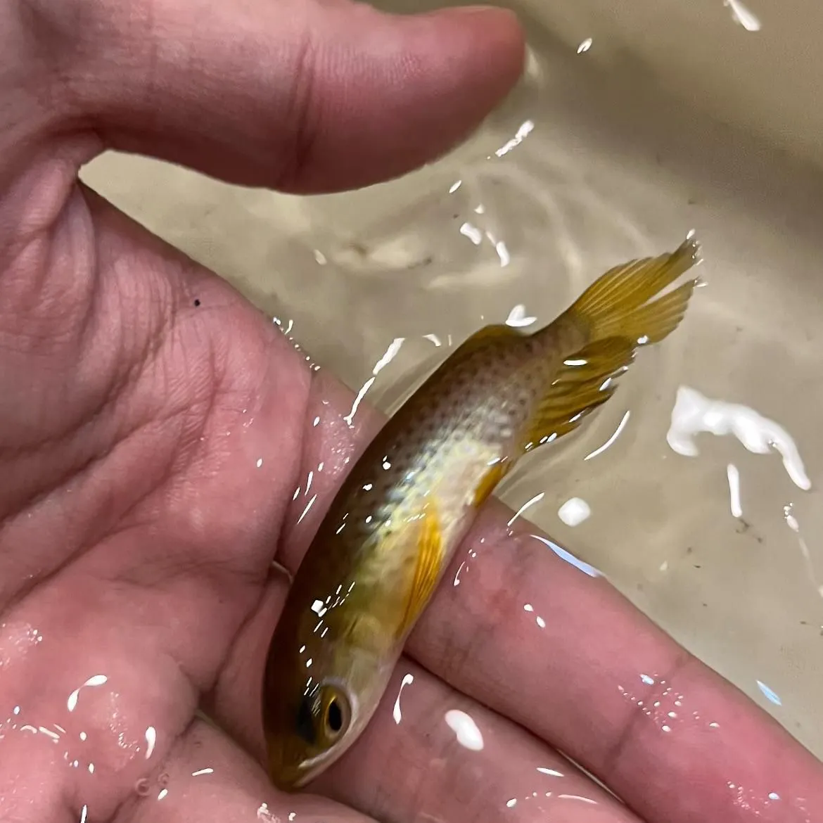 The most recent Silver arowana catches on Fishbrain