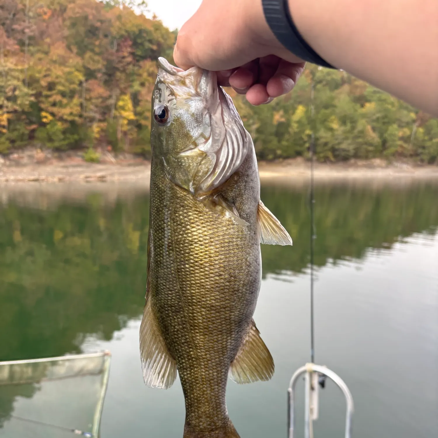 Smallmouth bass caught on Fishbrain