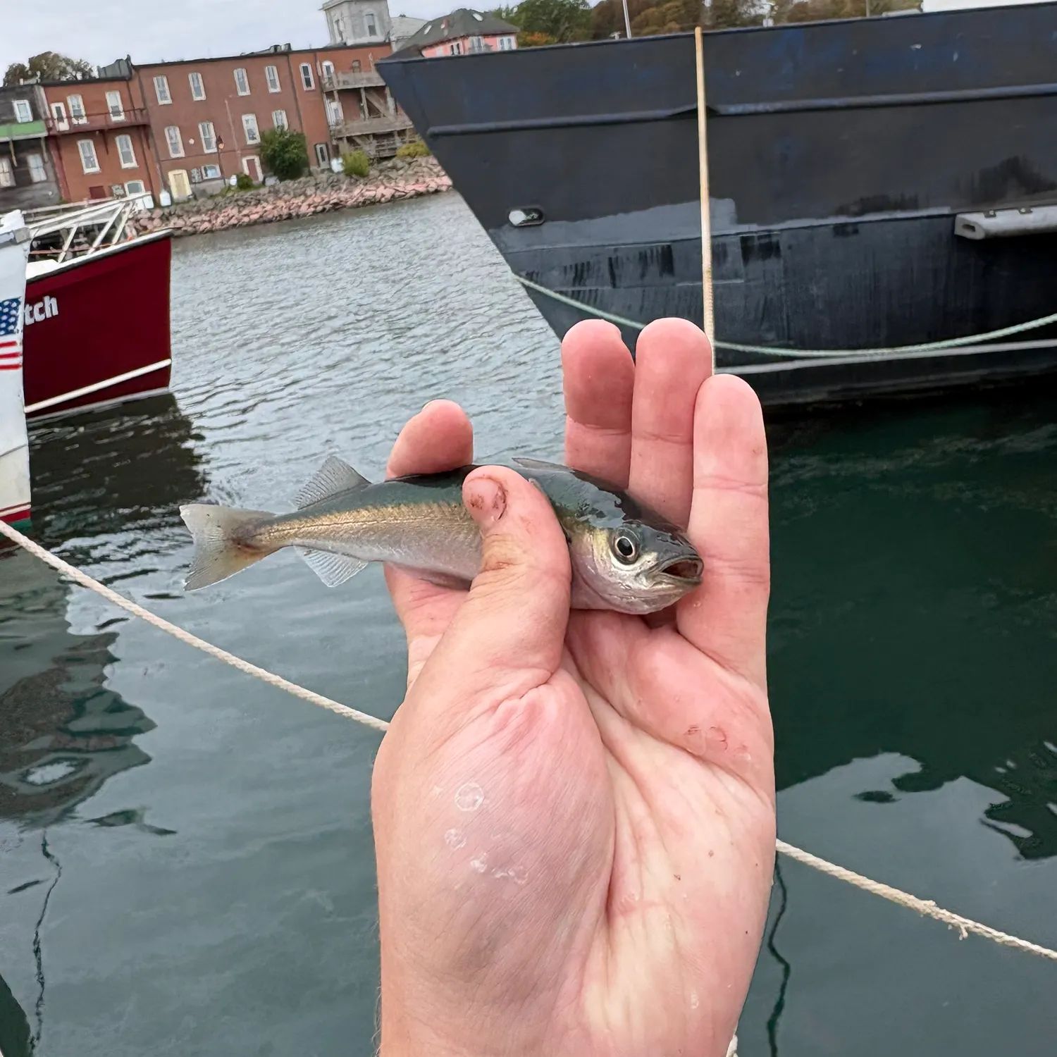 Atlantic pollock caught on Fishbrain