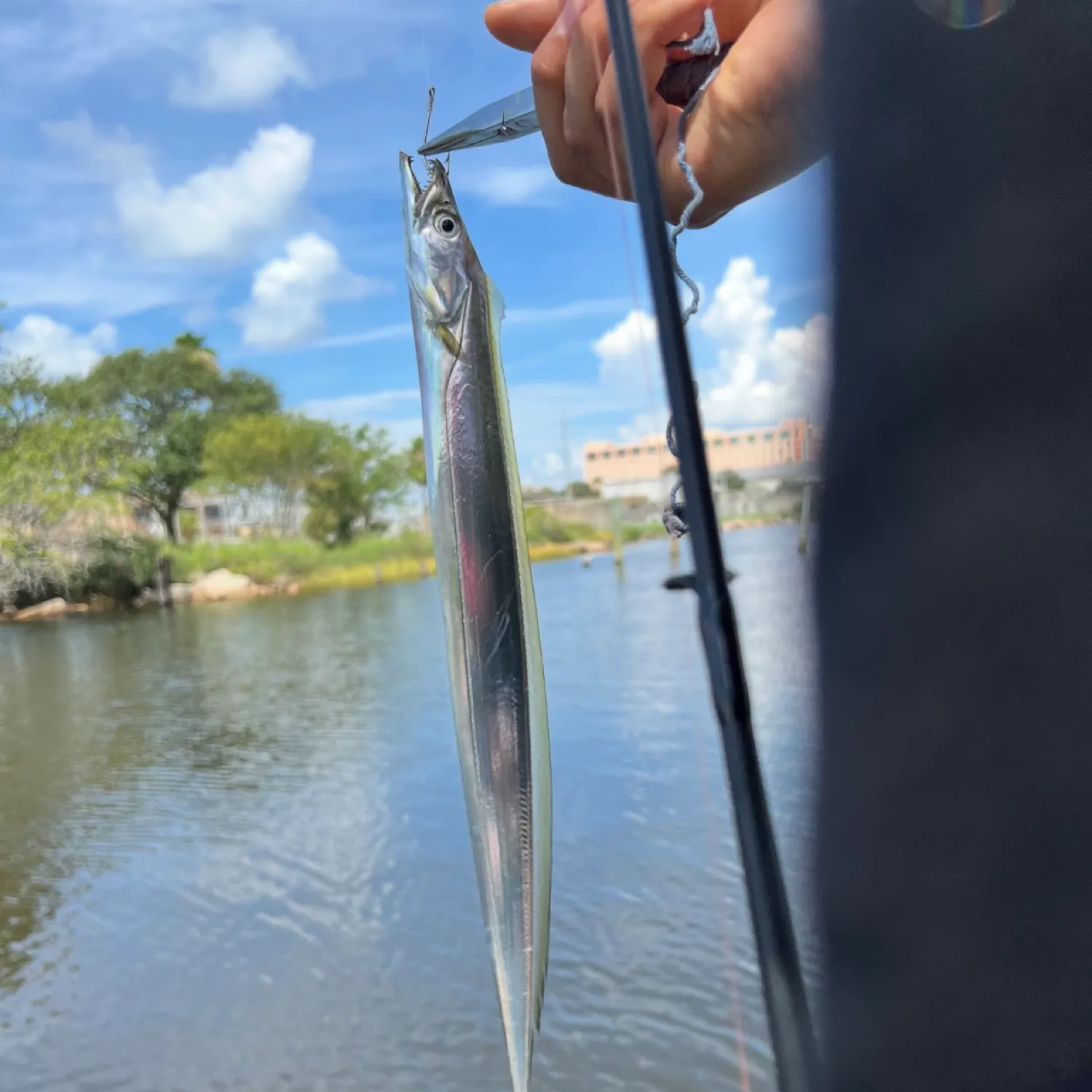 The most recent Atlantic cutlassfish catches on Fishbrain