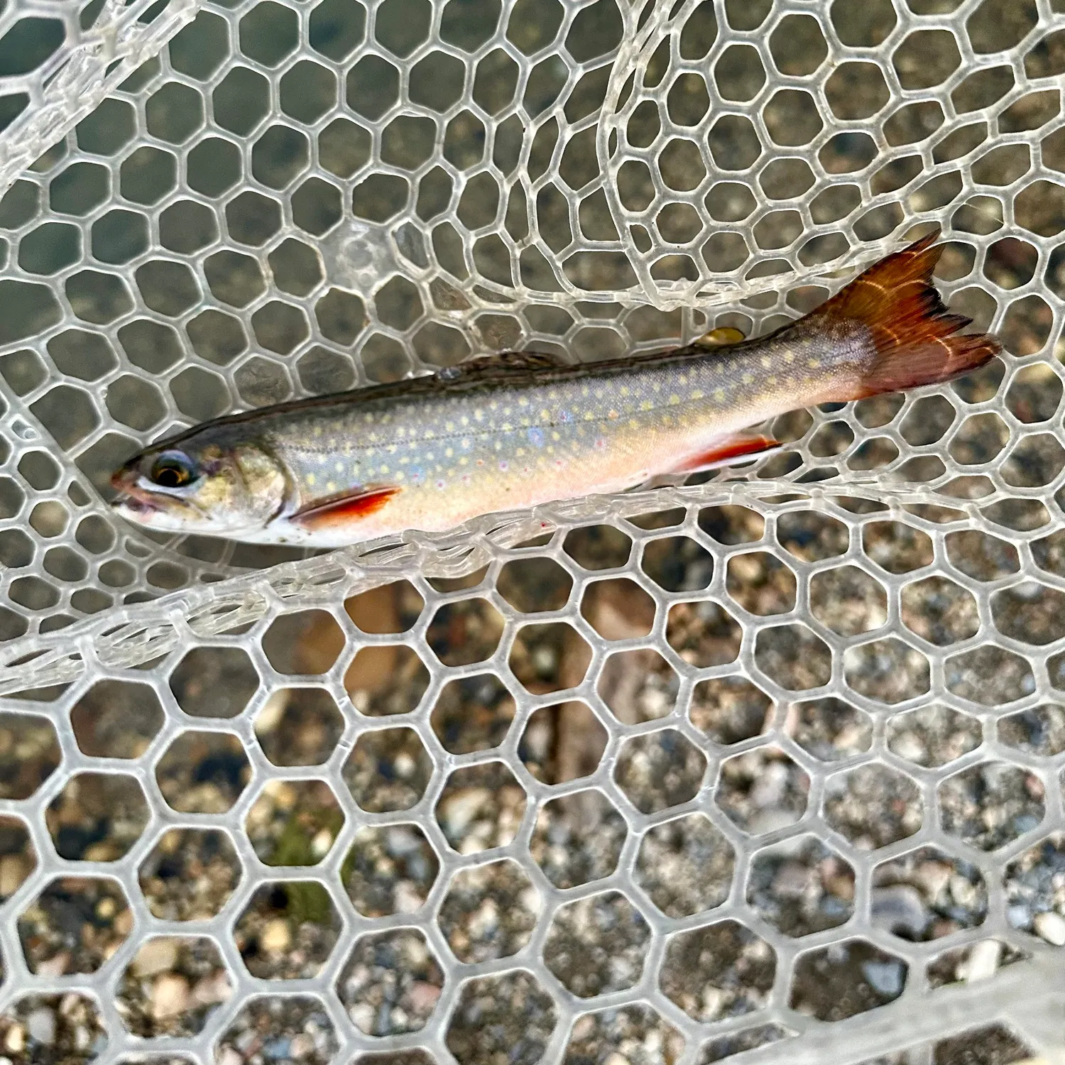 Brook trout caught on Fishbrain