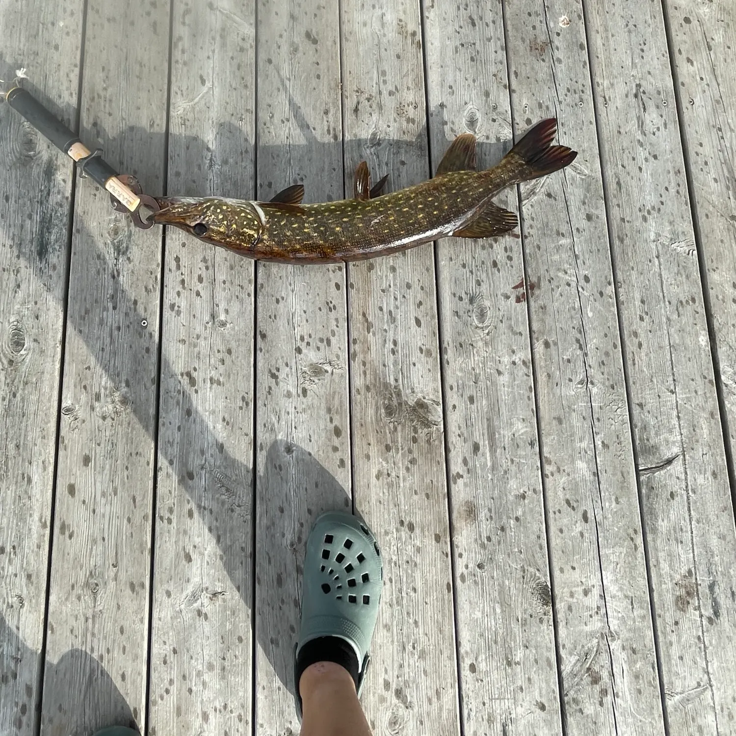 Fish caught on Fishbrain