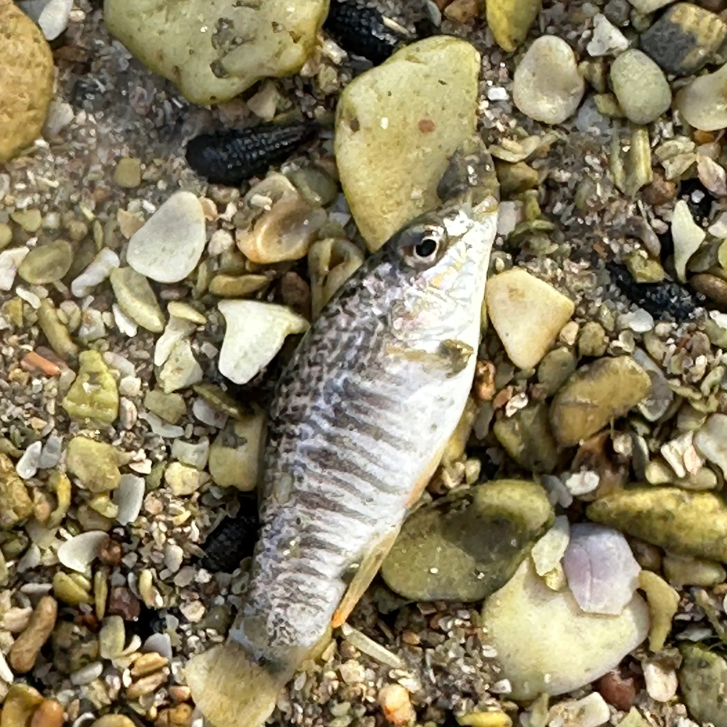 The most popular recent Sheepshead minnow catch on Fishbrain