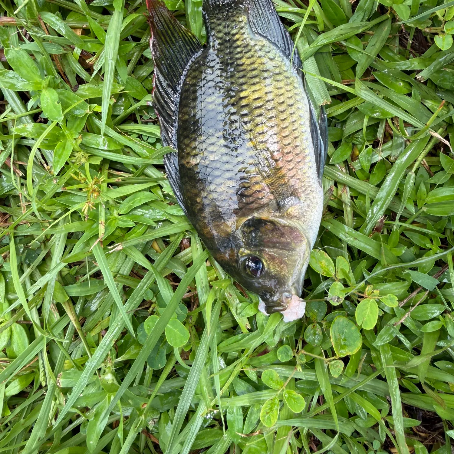 The most recent Spotted tilapia catches on Fishbrain
