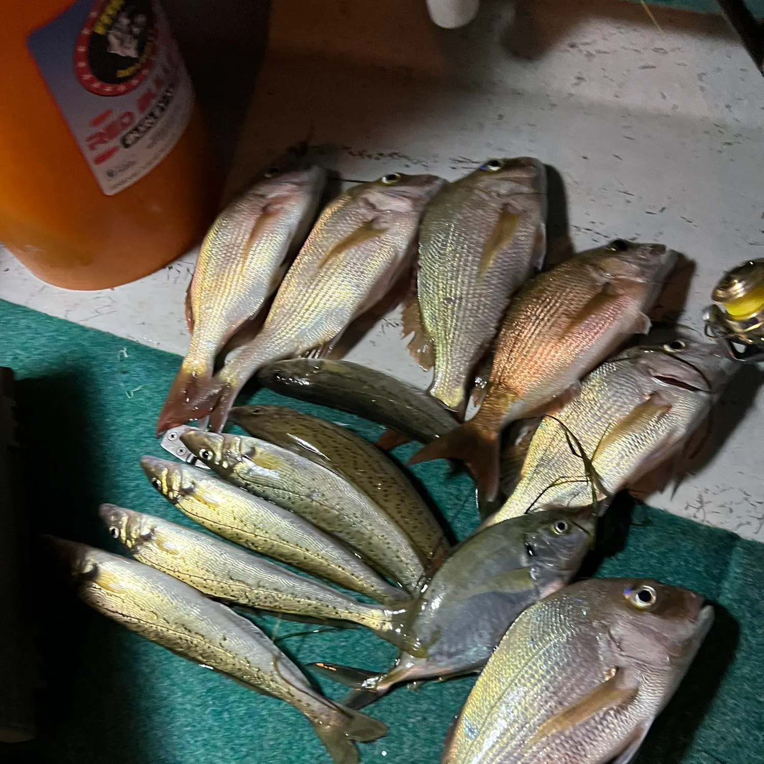 recently logged catches