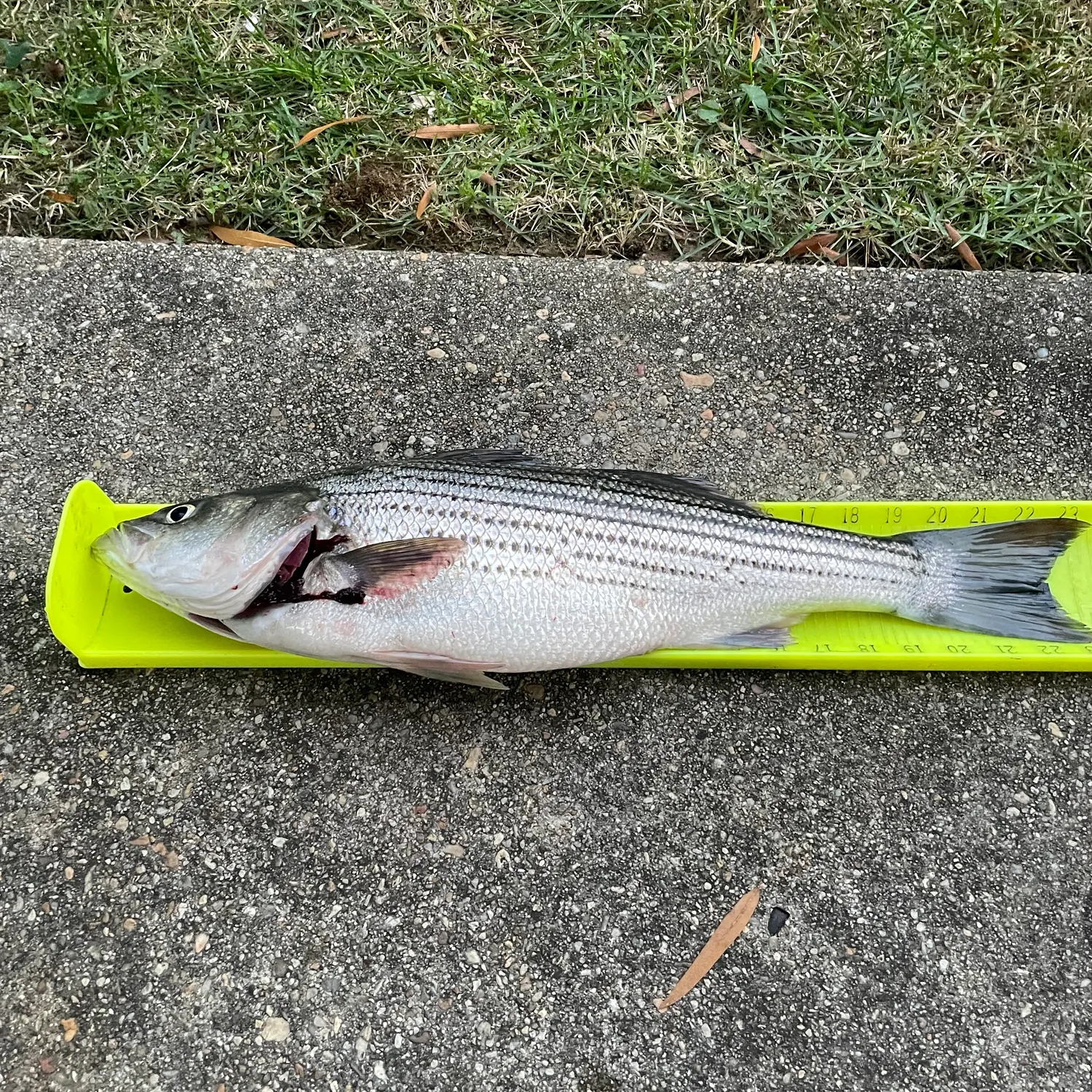 Striped bass caught on Fishbrain