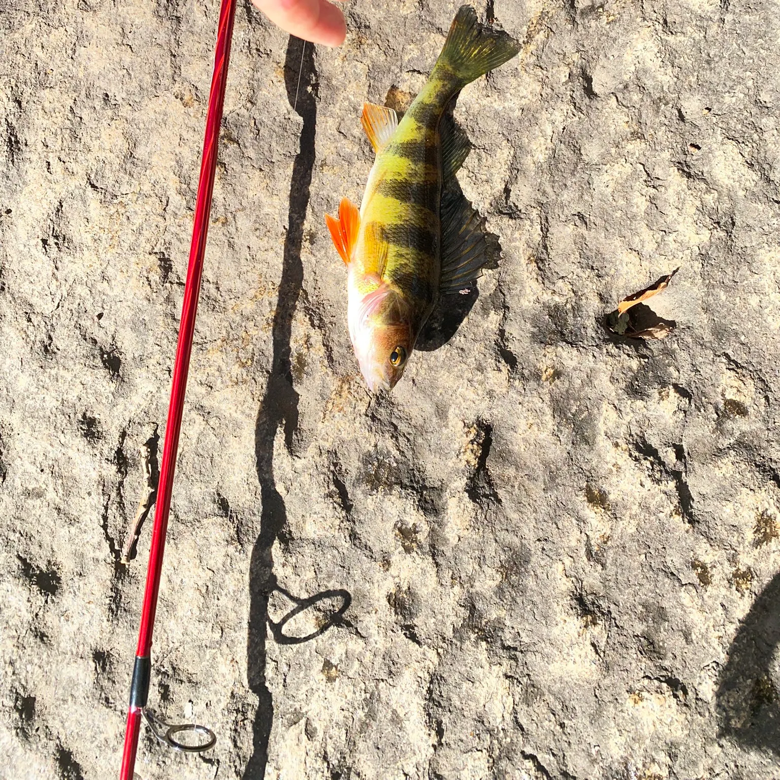 Yellow perch caught on Fishbrain