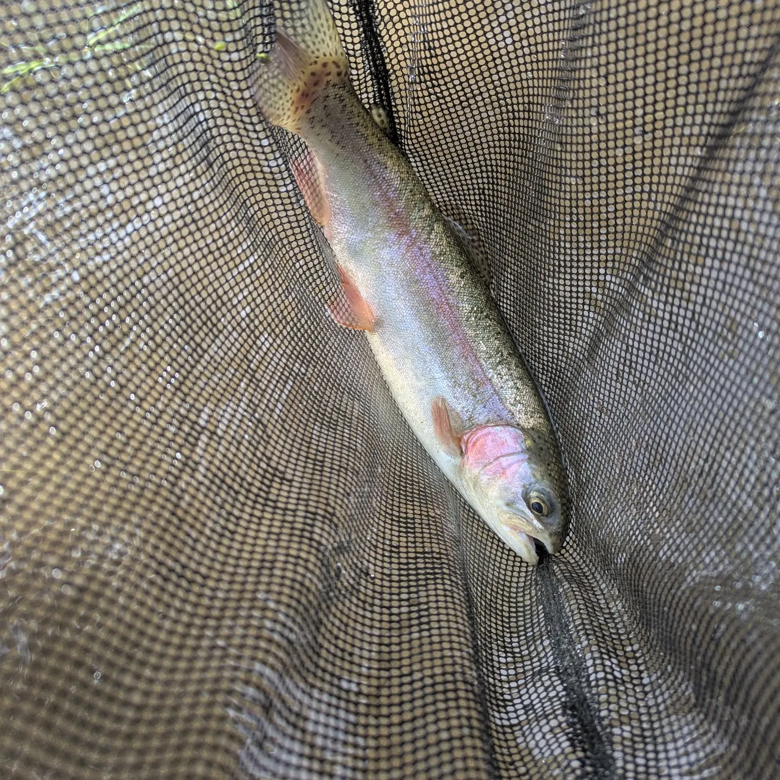 Rainbow trout caught on Fishbrain
