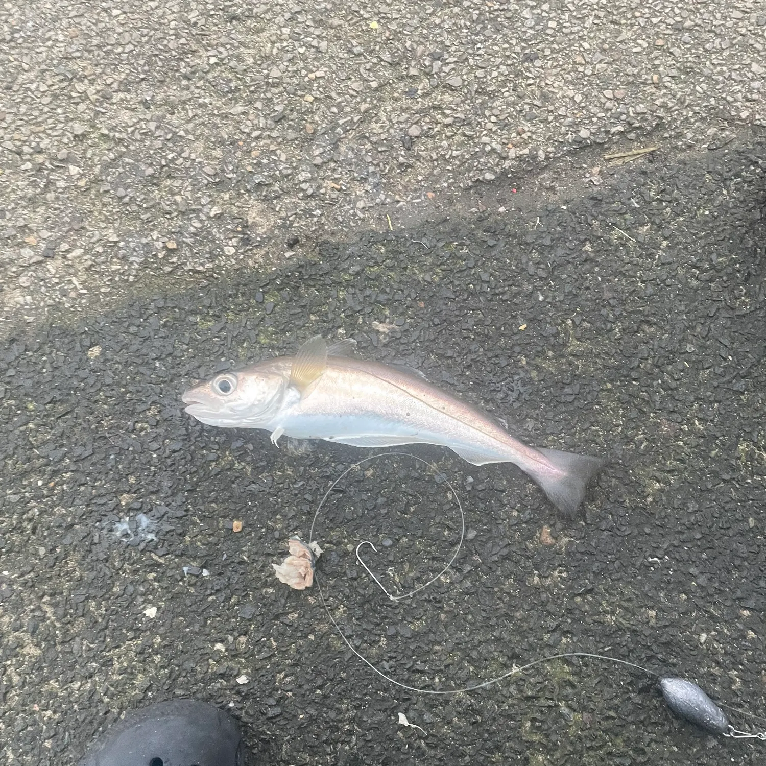 The most recent Whiting catches on Fishbrain