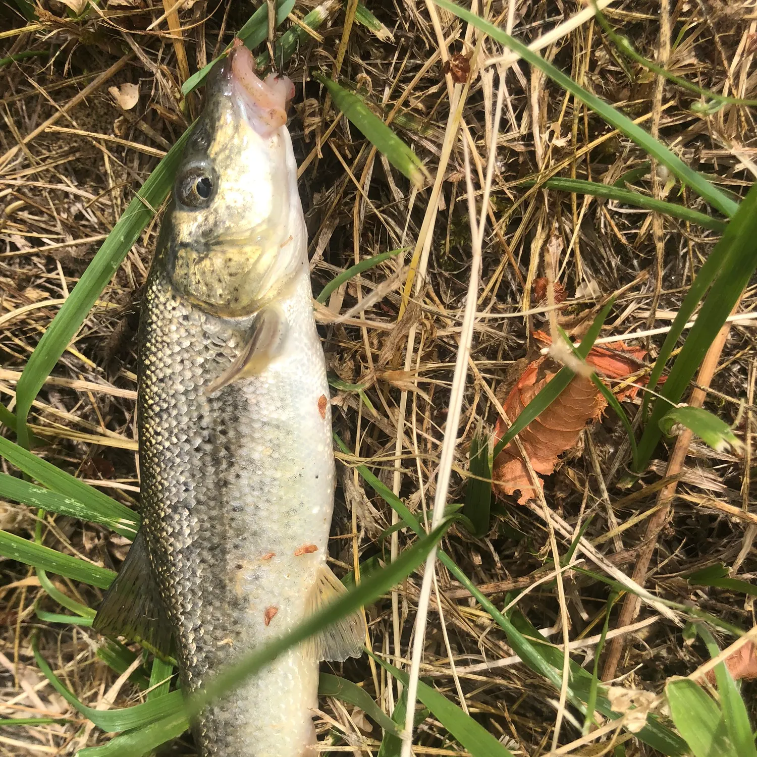 The most recent Mediterranean barbel catches on Fishbrain