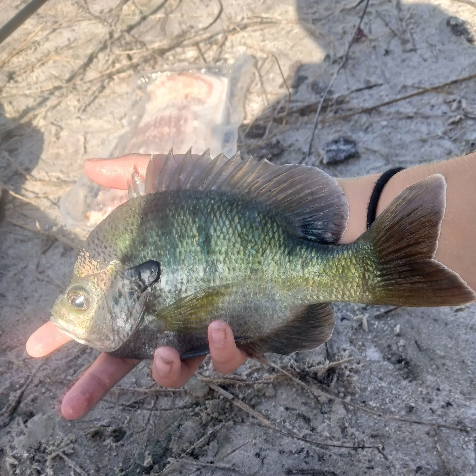 The most recent Coppernose bluegill catches on Fishbrain
