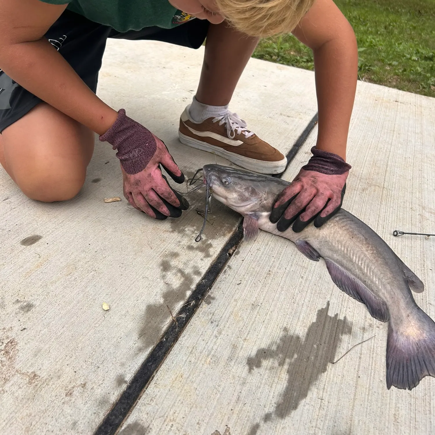 Blue catfish caught on Fishbrain