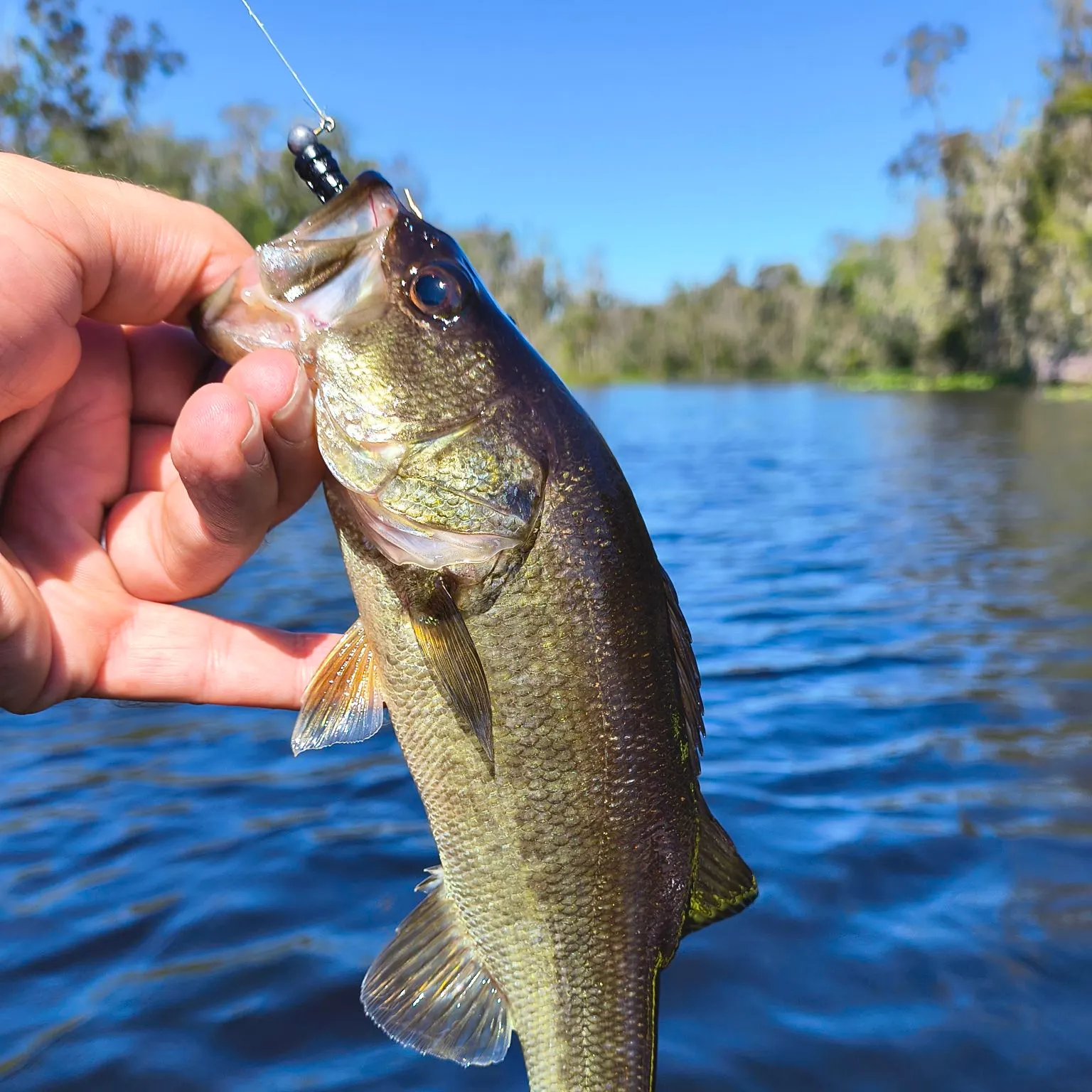 Largemouth bass caught on Fishbrain