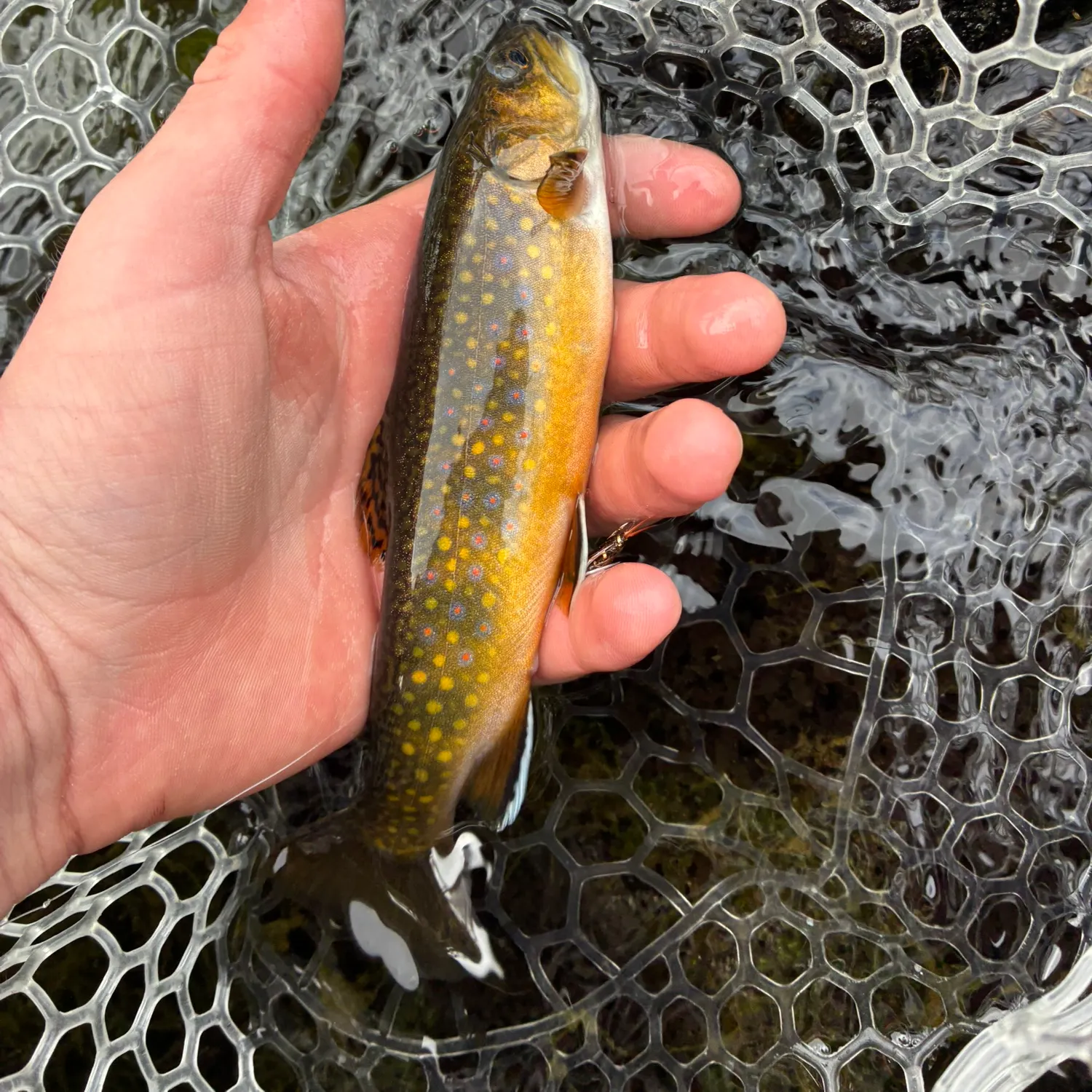 Brook trout caught on Fishbrain