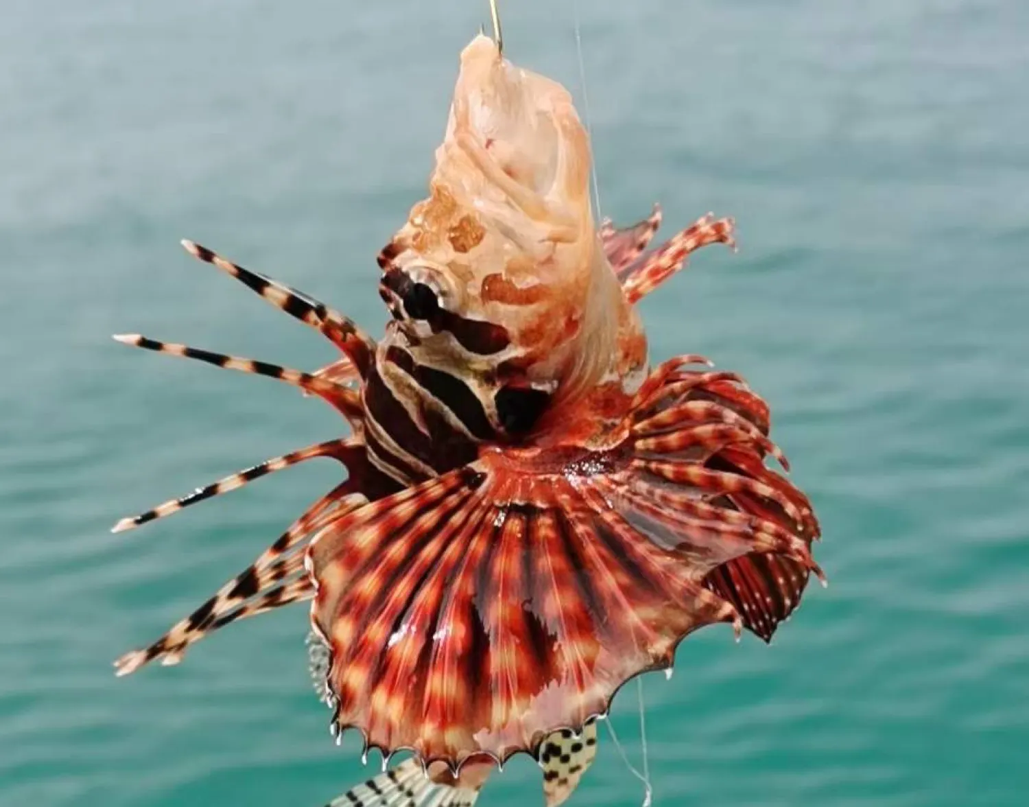 Red lionfish