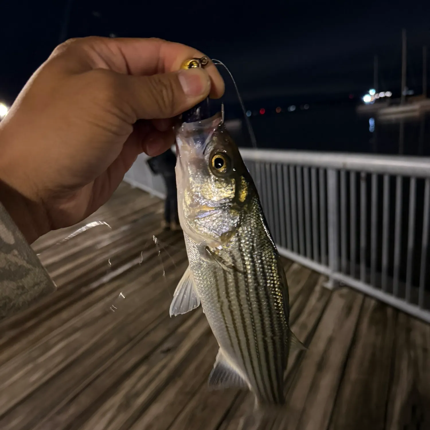 Striped bass caught on Fishbrain