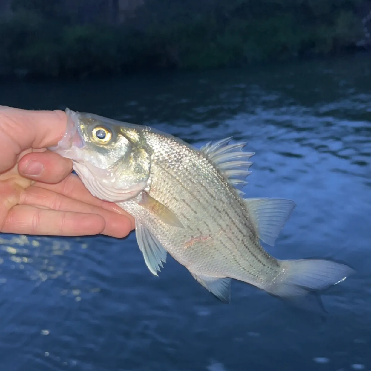 White bass caught on Fishbrain