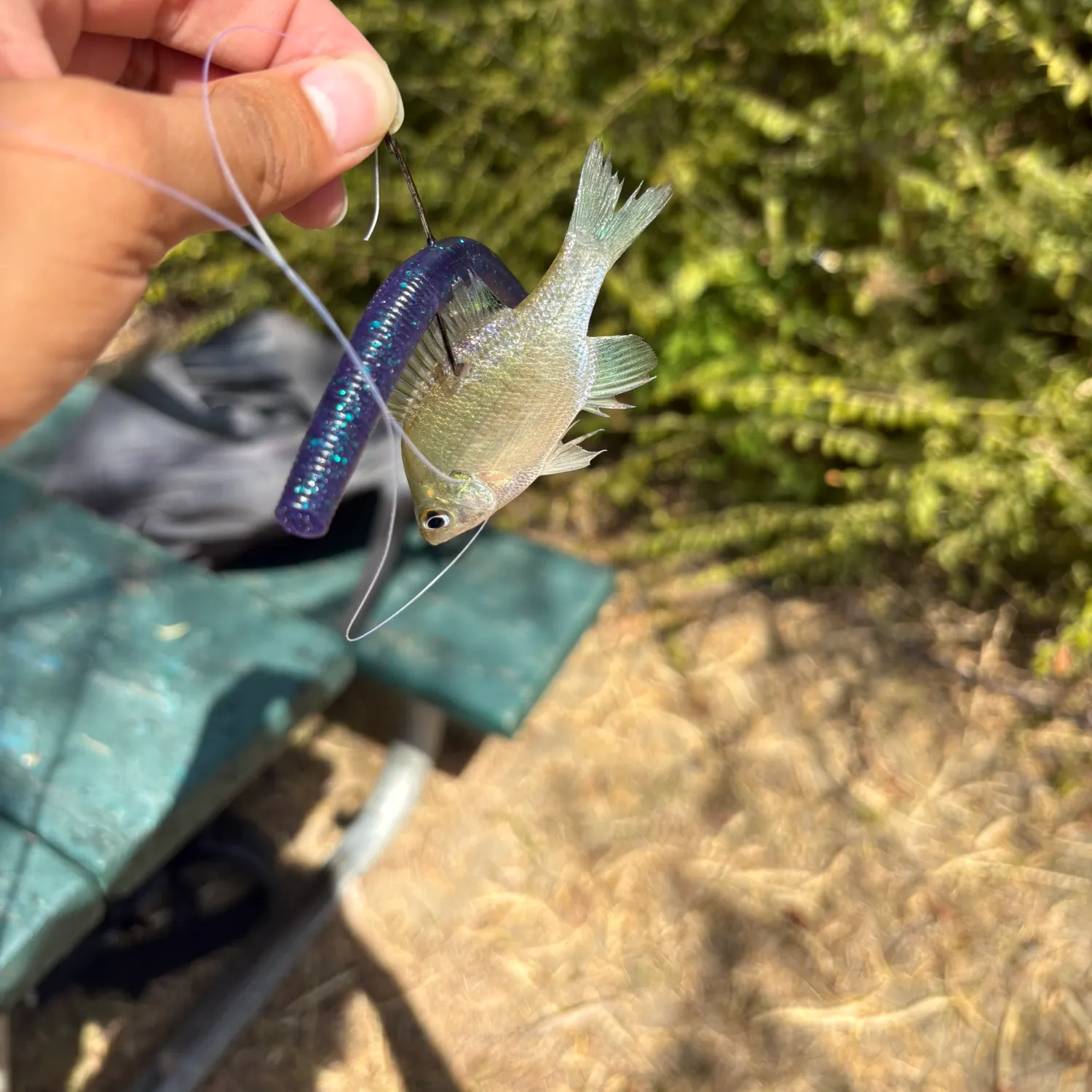 Bluegill caught on Fishbrain