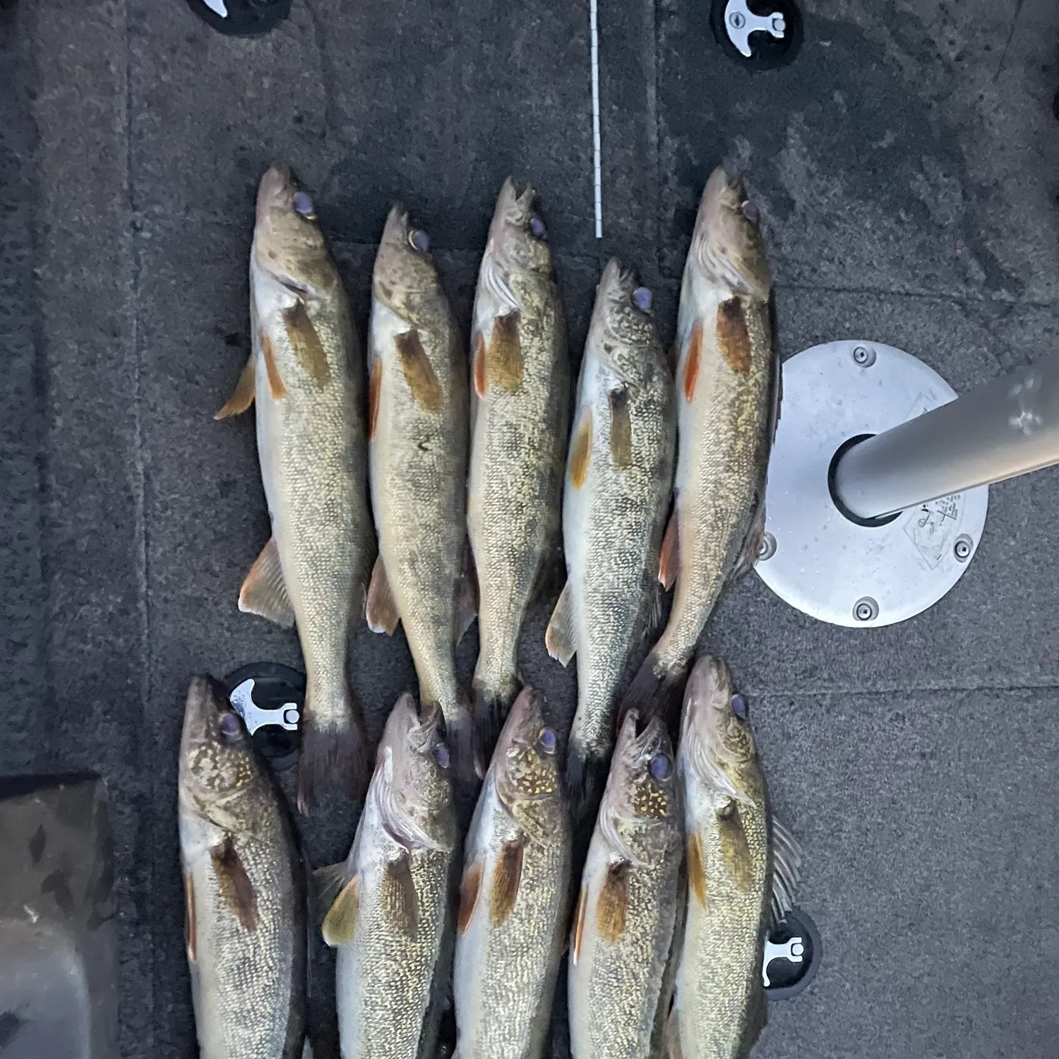recently logged catches