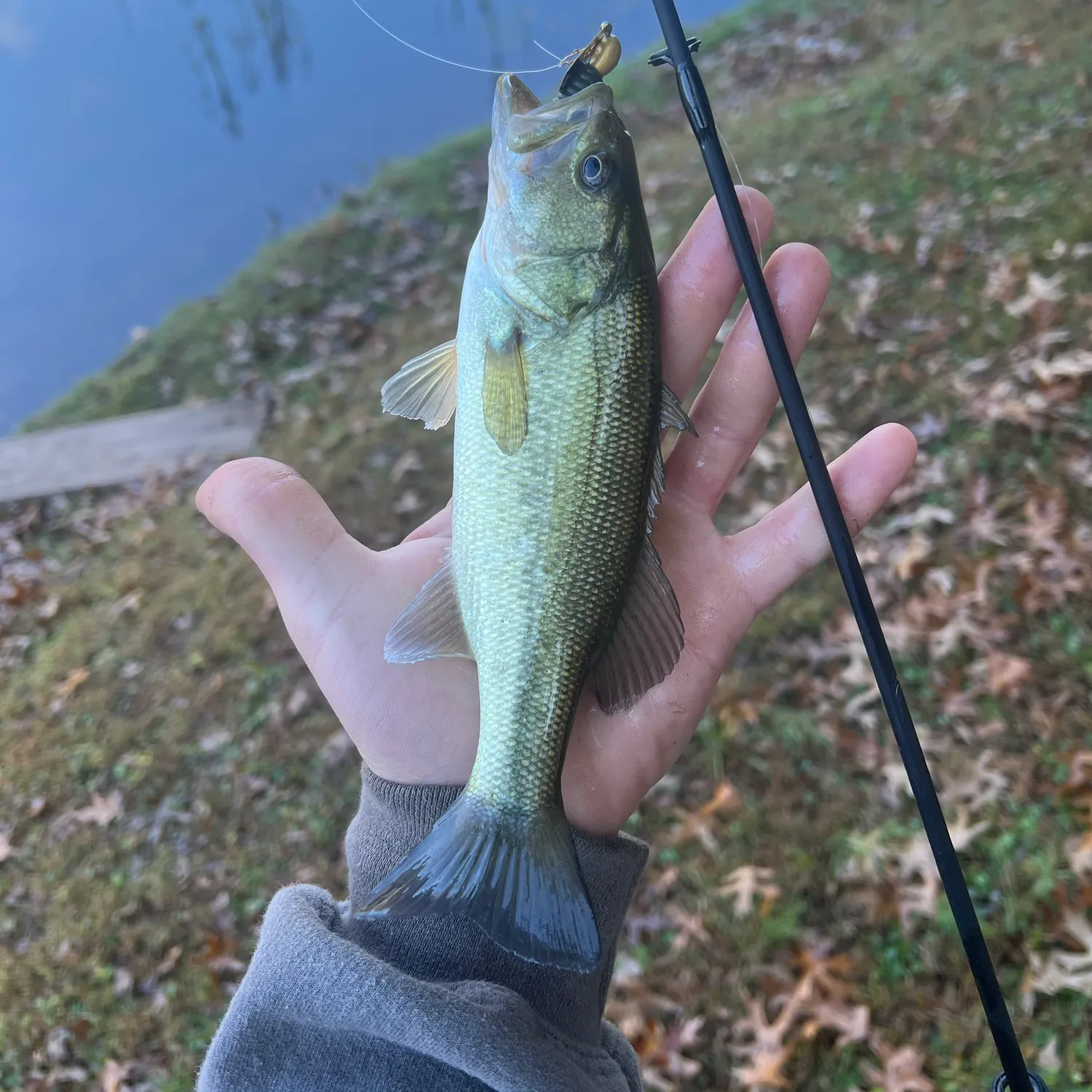 Largemouth bass caught on Fishbrain