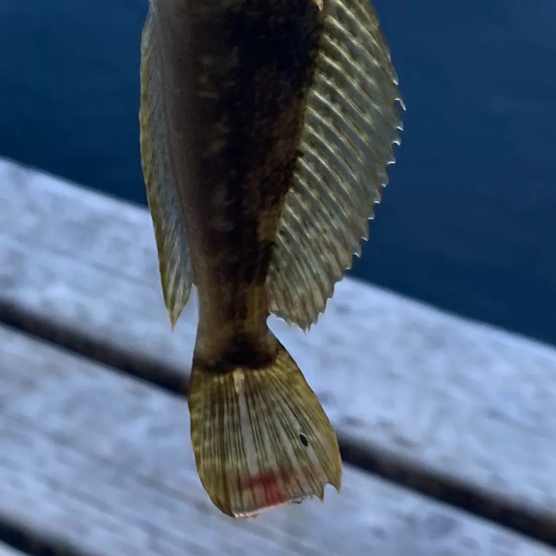 The most recent Mottled sculpin catches on Fishbrain