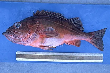 Mexican rockfish