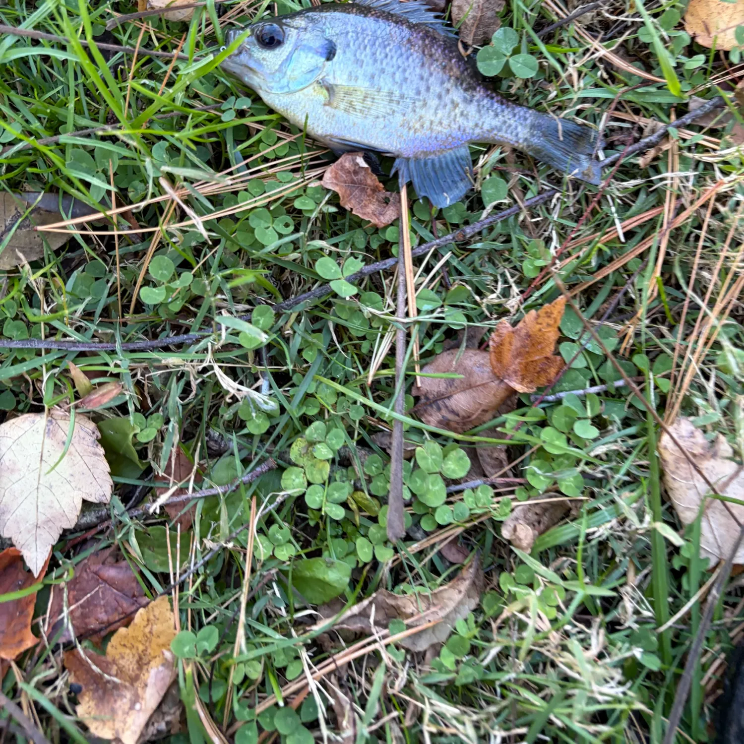 Bluegill caught on Fishbrain