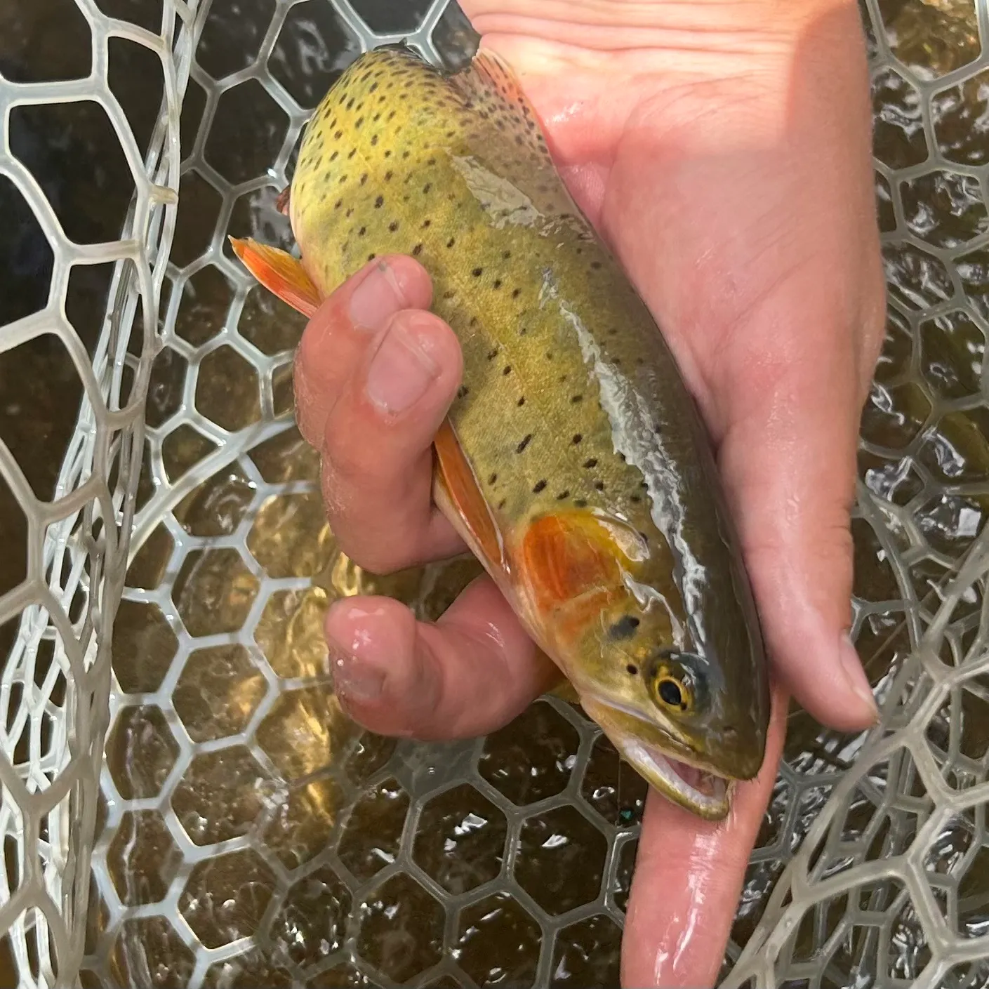 The most recent Greenback cutthroat trout catches on Fishbrain