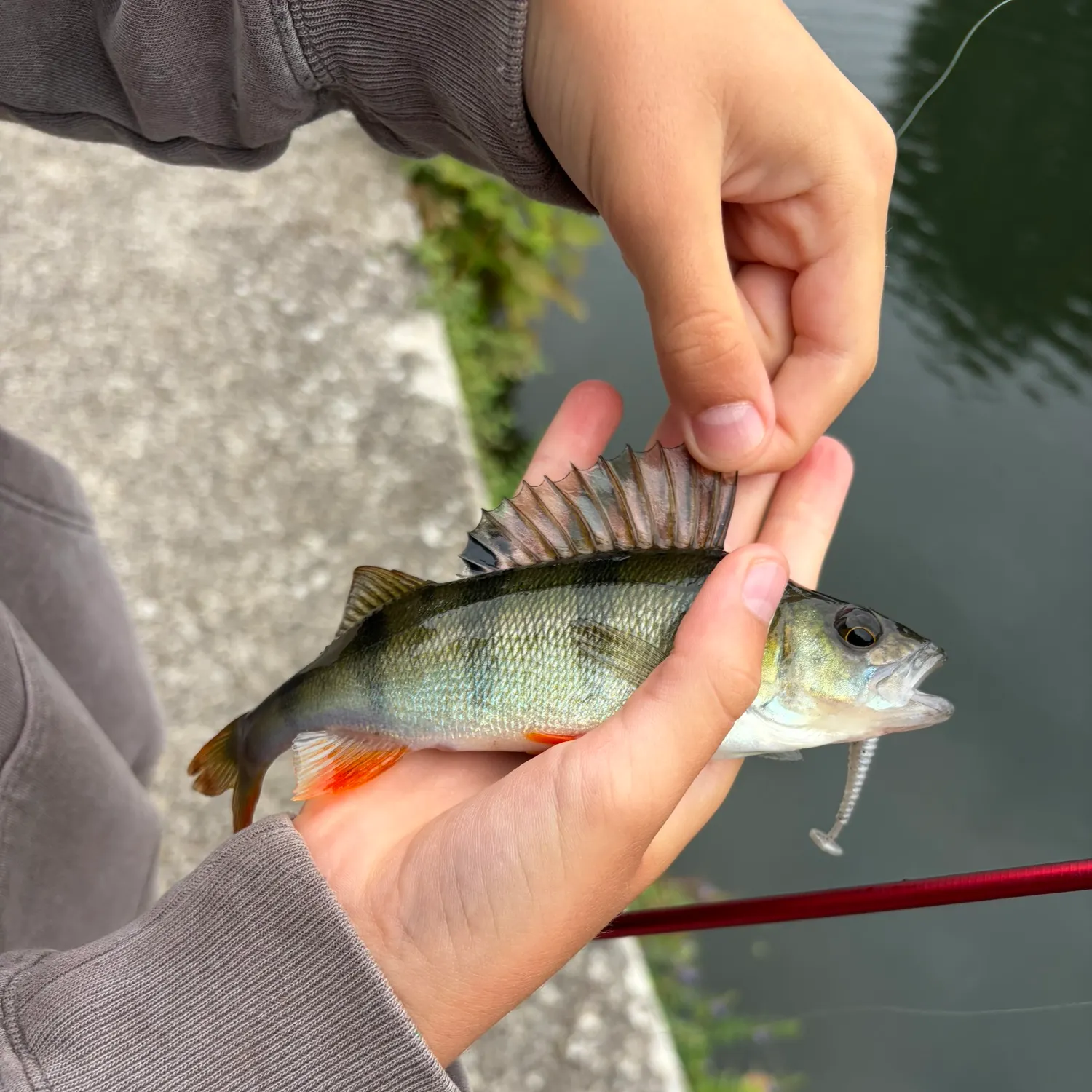 European perch caught on Fishbrain