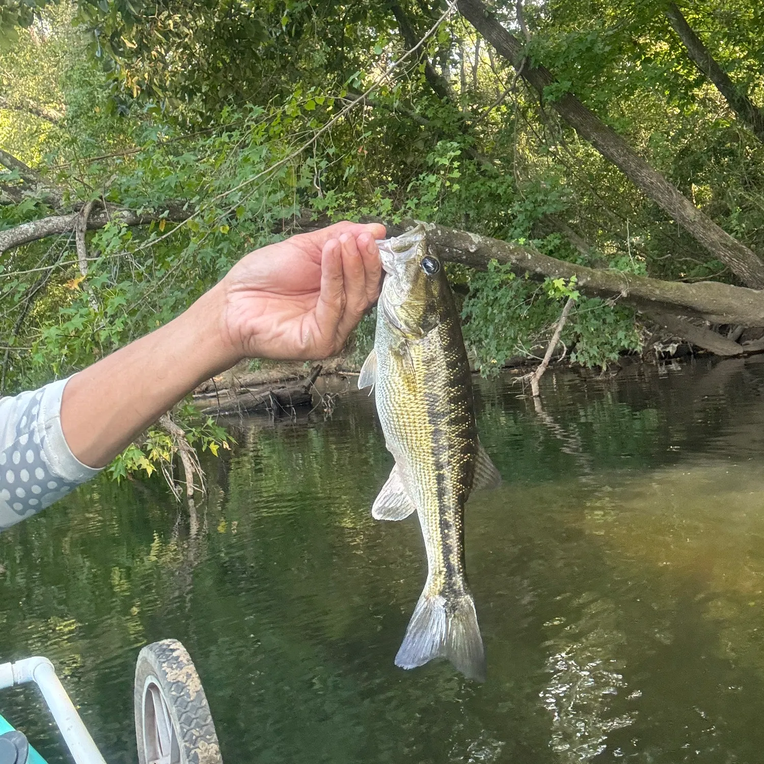 The most recent Spotted bass catches on Fishbrain